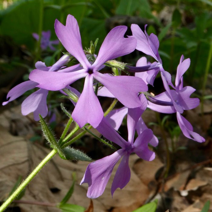Woodland Phlox (Phlox divaricata)