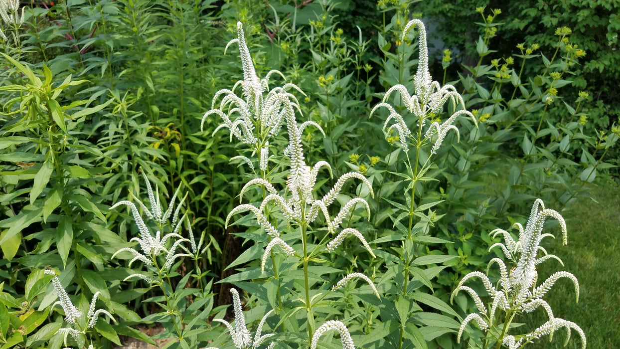 Culver's Root (Veronicastrum virginicum) 2x2x3" Pot