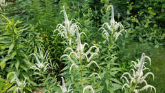 Culver's Root (Veronicastrum virginicum)