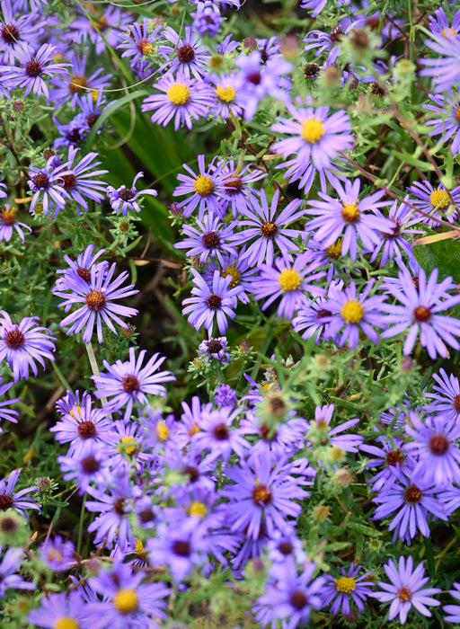 Seed Pack - Aromatic Aster (Symphyotrichum ablongifolium)