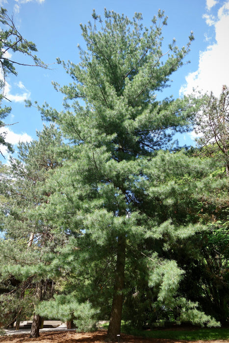 Eastern White Pine (Pinus strobus)