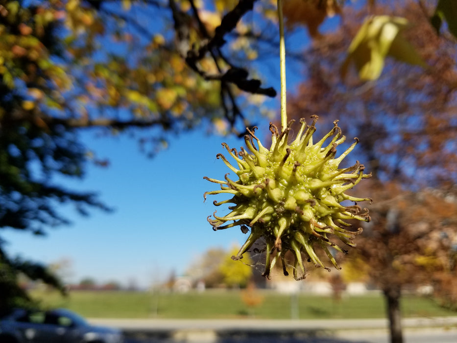 Sweetgum (Liquidambar styraciflua)