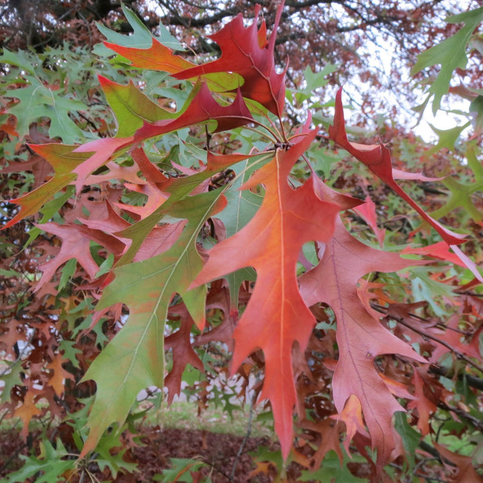 Scarlet Oak (Quercus coccinea)