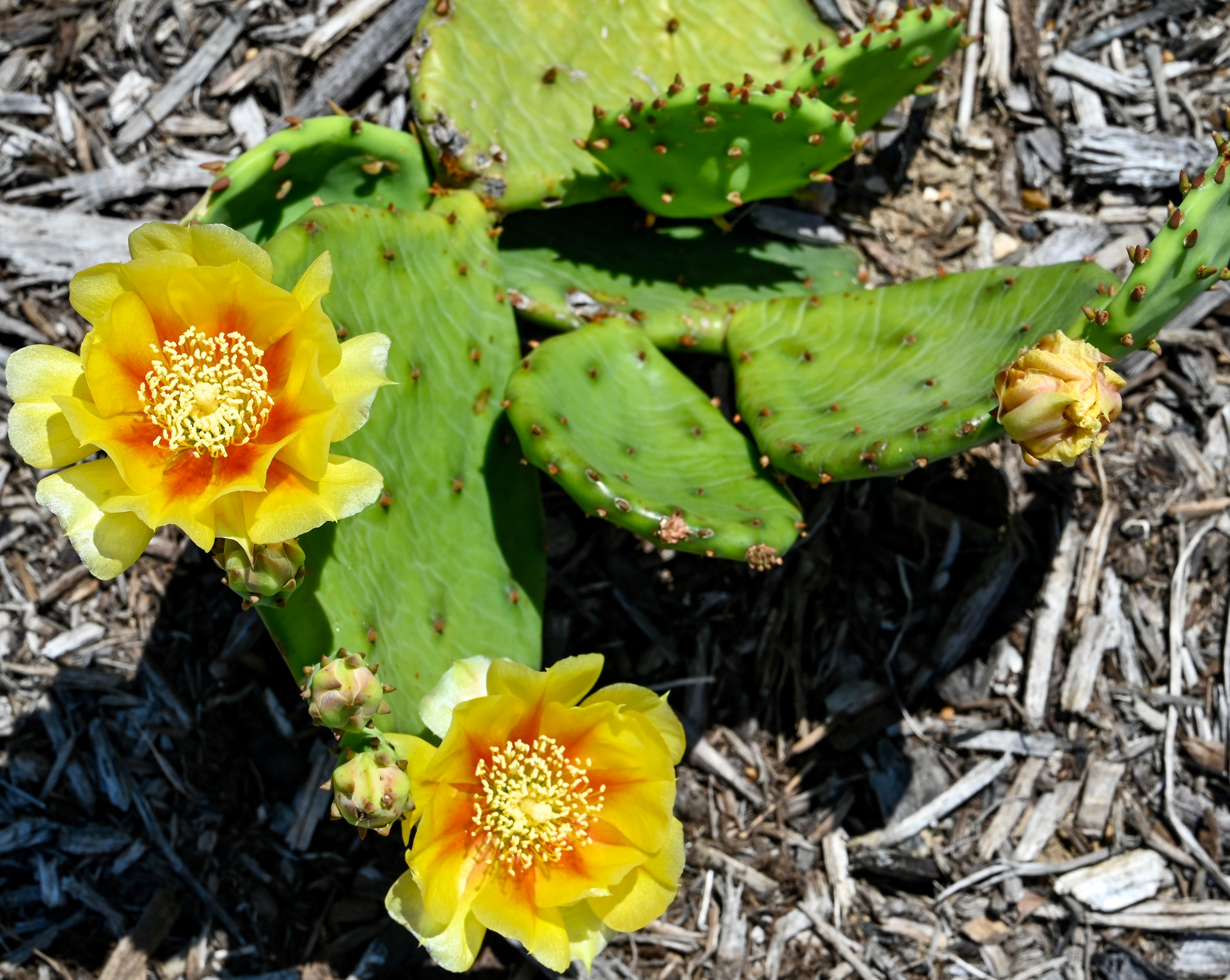 Eastern Prickly Pear (Opuntia humifusa) — Native Plants Unlimited LLC