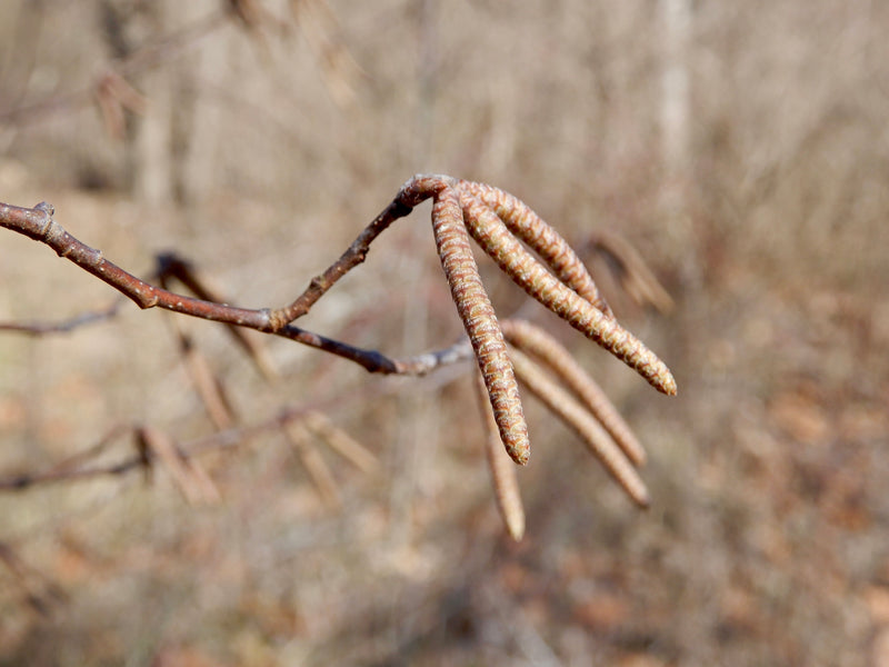 Hop Hornbeam (Ostrya virginiana)