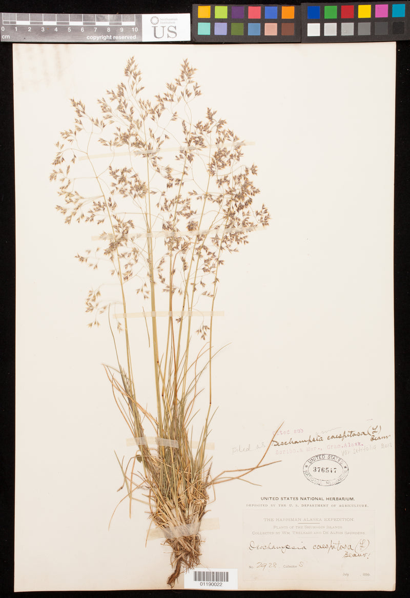Tufted Hair Grass (Deschampsia cespitosa)