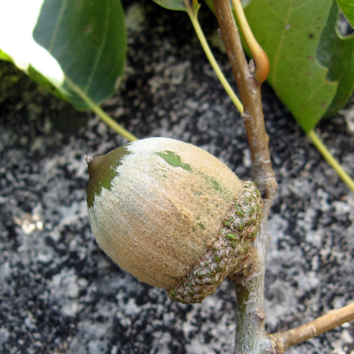 Shumard Oak (Quercus shumardii)