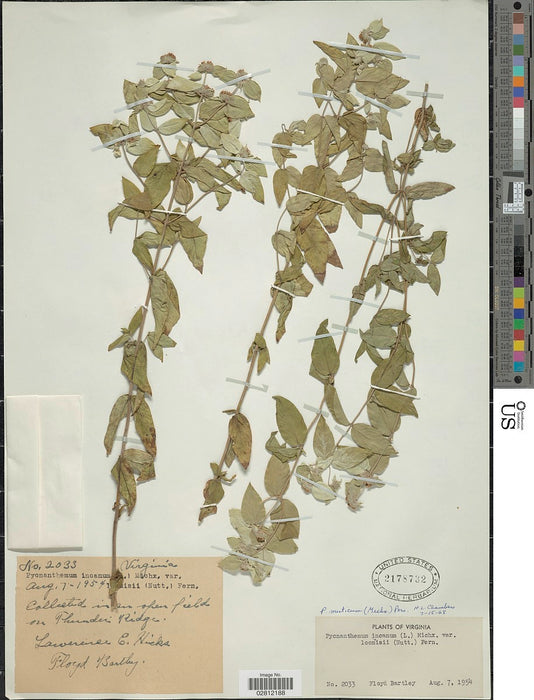 Clustered Mountain Mint (Pycnanthemum muticum) 1 GAL