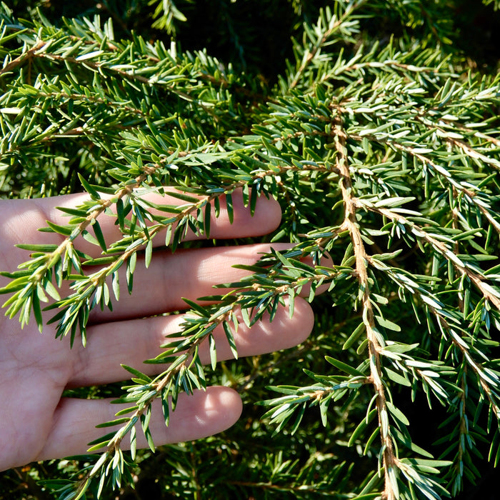 Canadian Hemlock (Tsuga canadensis) 1 GAL