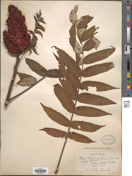 Staghorn Sumac (Rhus typhina)