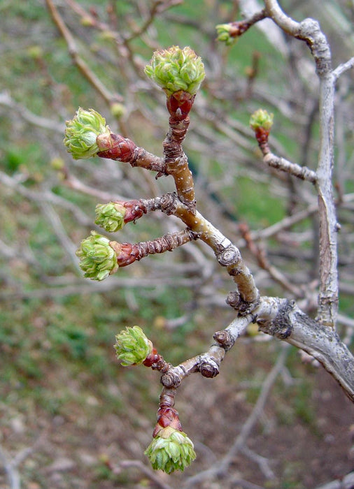 Downy Hawthorn (Crataegus mollis)