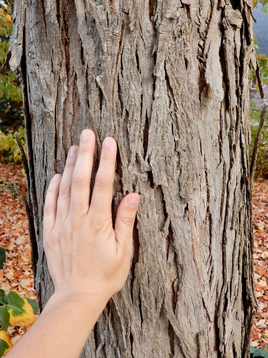 Mockernut Hickory (Carya tomentosa)