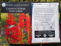 Seed Pack - Cardinal Flower (Lobelia cardinalis)