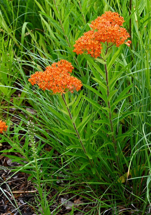 Seed Pack - Butterfly Milkweed (Asclepias tuberosa)