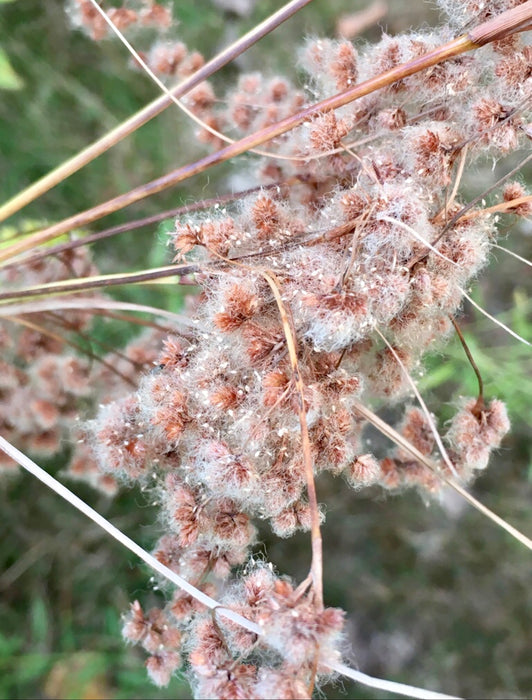 Wool Grass (Scirpus cyperinus) 2x2x3" Pot