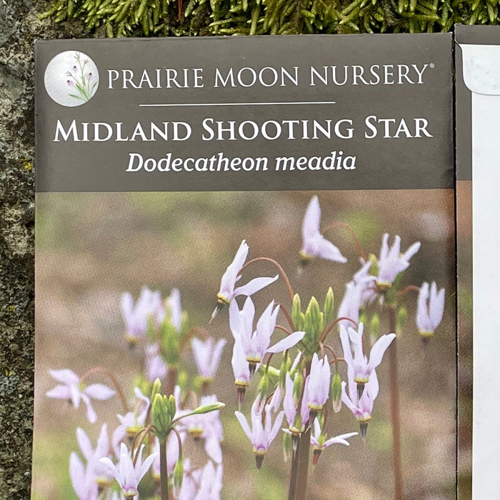 Seed Pack - Midland Shooting Star (Dodecatheon meadia)