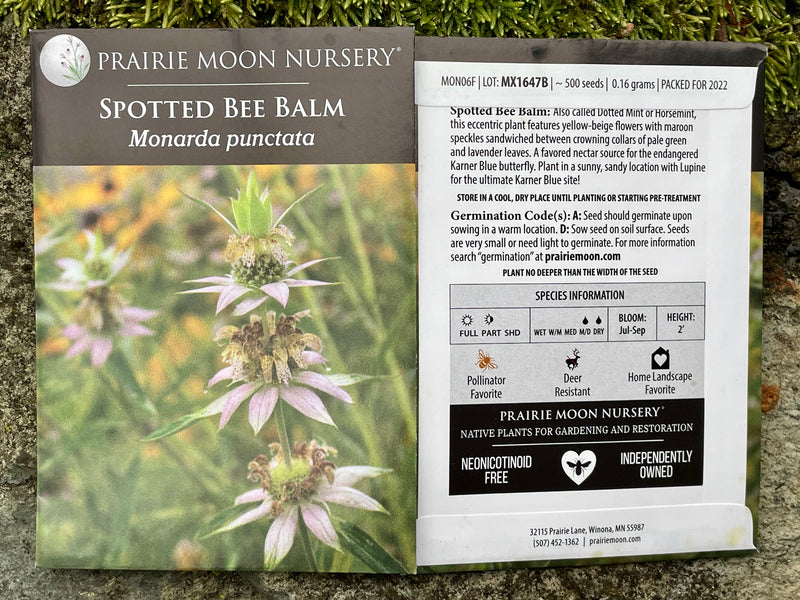 Seed Pack - Spotted Bee Balm (Monarda punctata)