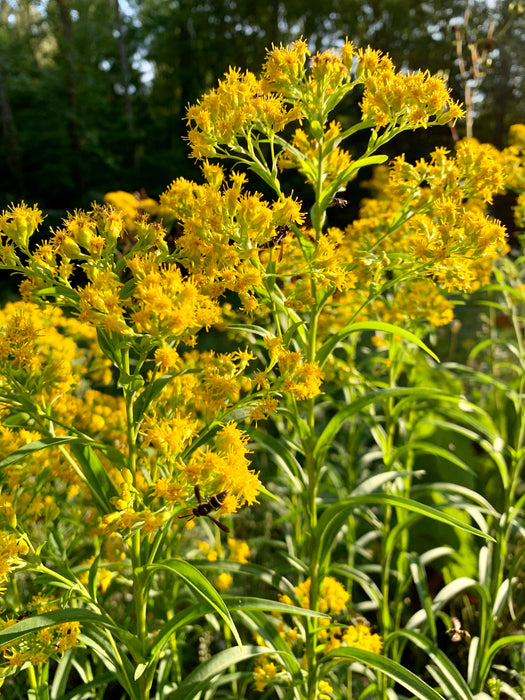 Riddell's Goldenrod (Oligoneuron riddellii) 2x2x3" Pot