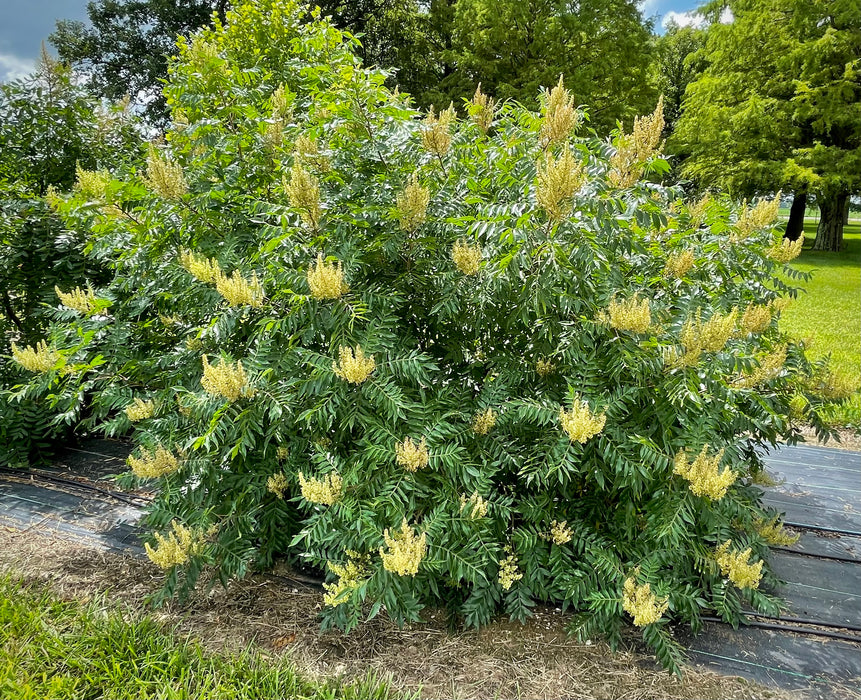 Flameleaf Sumac (Rhus copallina)
