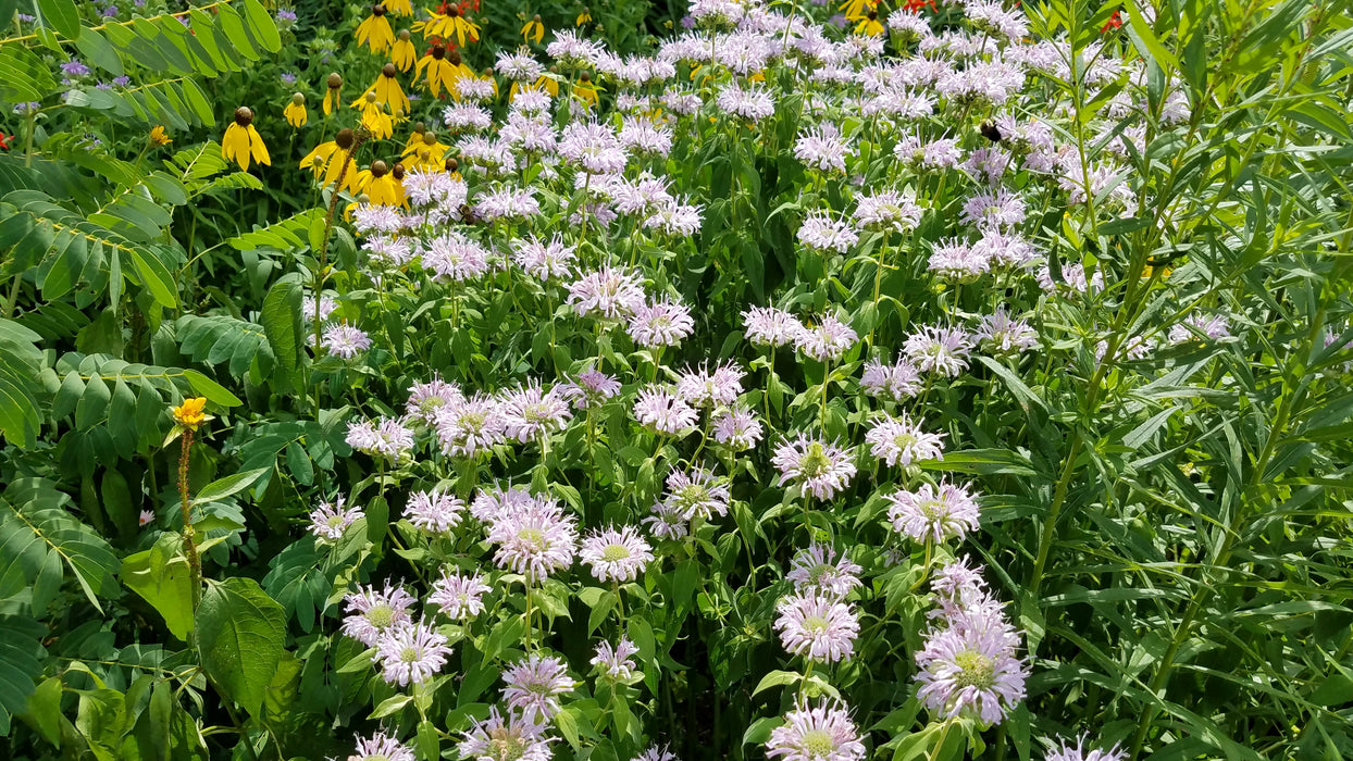 Seed Pack - Wild Bergamot [Bee Balm] (Monarda fitulosa)