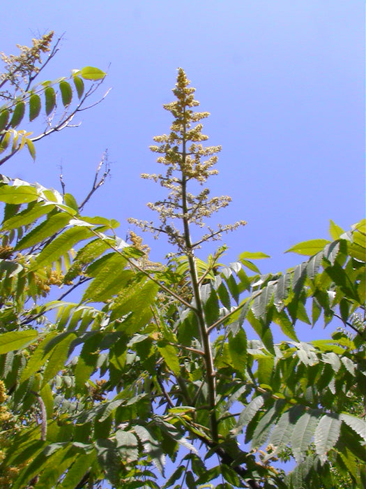 Smooth Sumac (Rhus glabra)