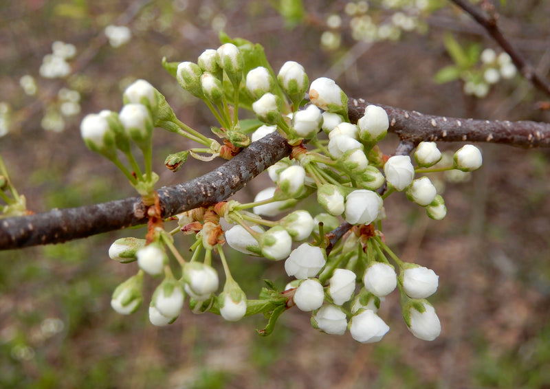 American Plum (Prunus americana)