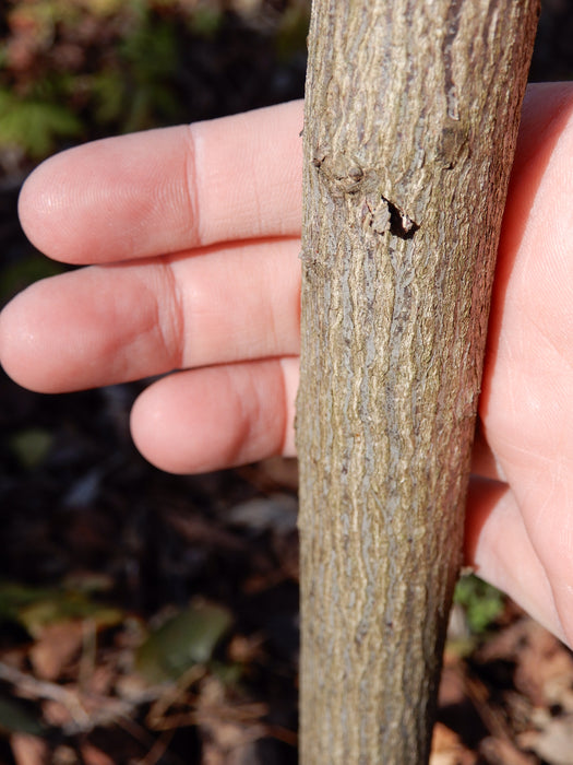 American Bladdernut (Staphylea trifolia)