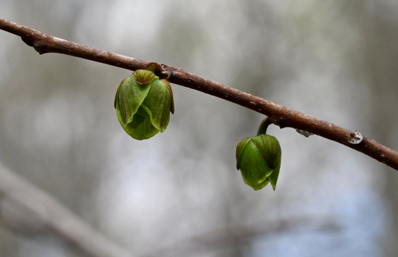 Common Pawpaw (Asimina triloba)