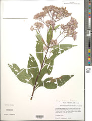 Hollow Joe-pye Weed (Eutrochium fistulosum)