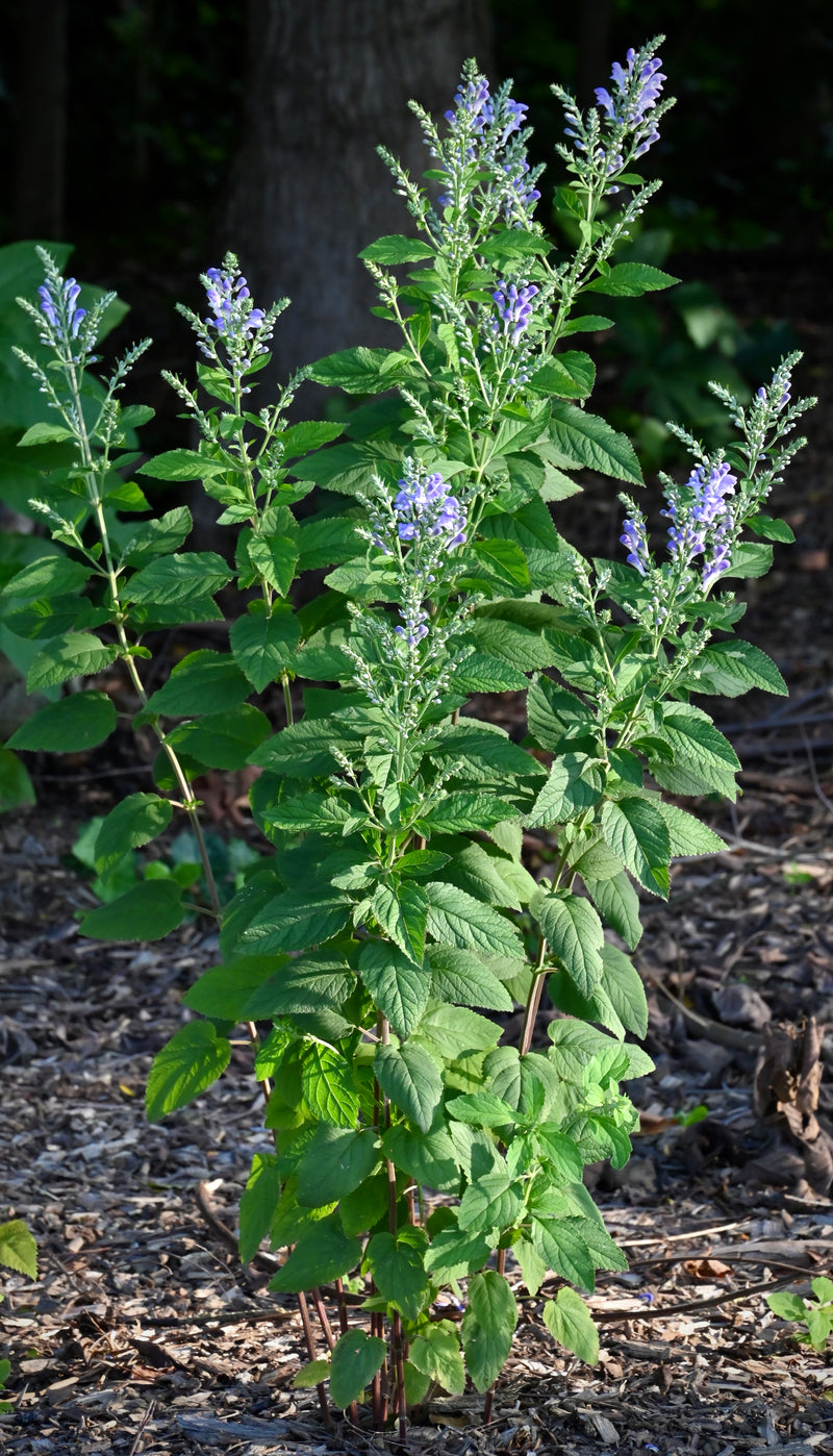 Seed Pack - Hoary [Downy] Skullcap (Scutellaria incana)