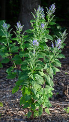 Seed Pack - Hoary [Downy] Skullcap (Scutellaria incana)