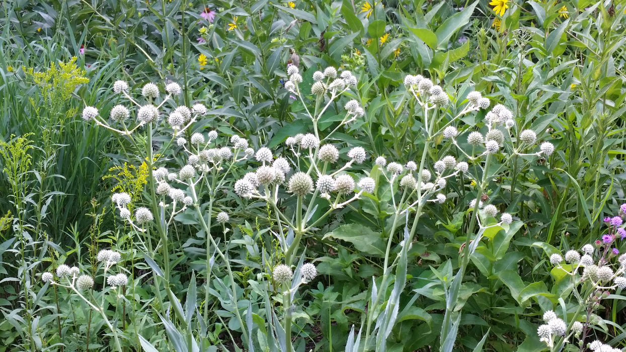 Rattlesnake Master (Eryngium yuccifolium) 2x2x3" Pot