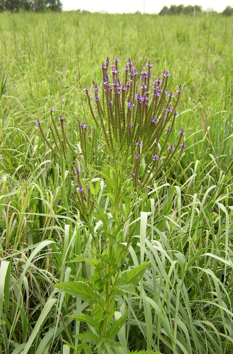 Blue Vervain (Verbena hastata) 2x2x3" Pot