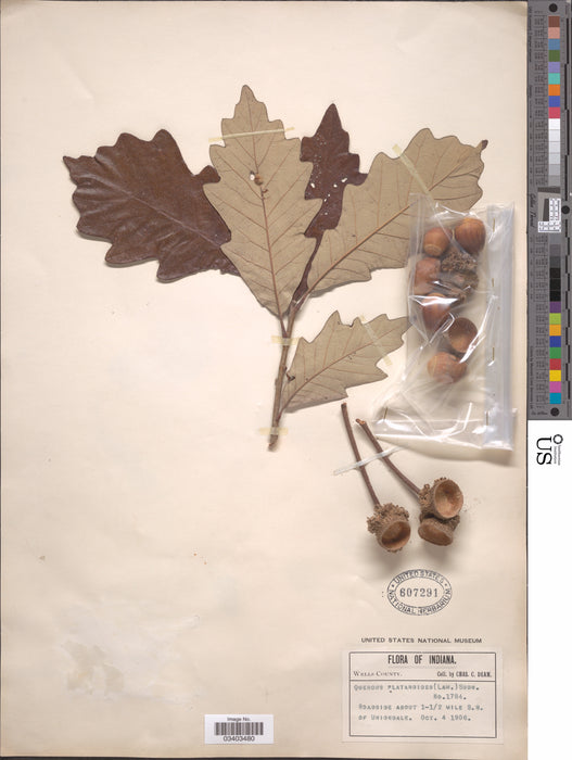 Swamp White Oak (Quercus bicolor)