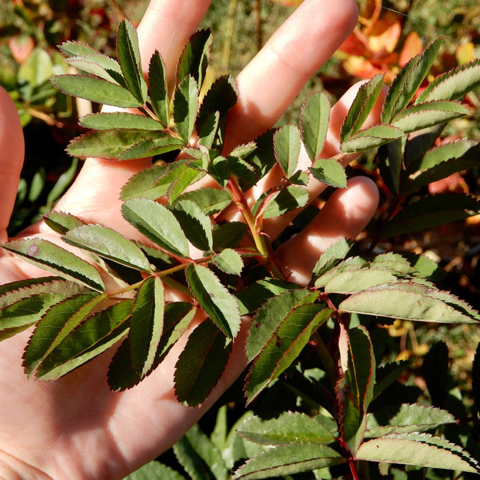 Swamp Rose (Rosa palustris)
