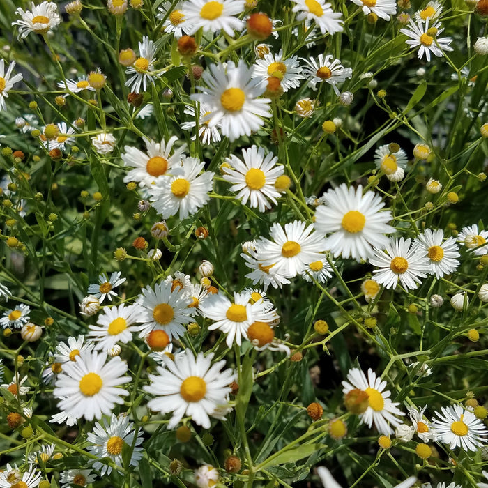 False Aster (Boltonia latisquama) 2x2x3" Pot