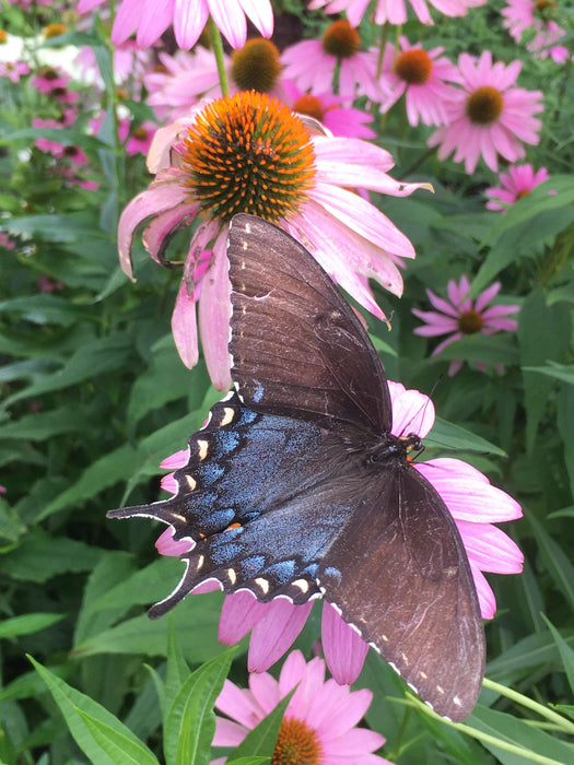 Seed Pack - Purple Coneflower (Echinacea purpurea)