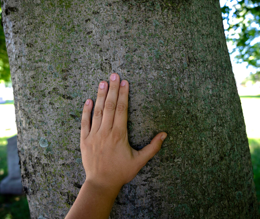 American Beech (Fagus grandifolia)