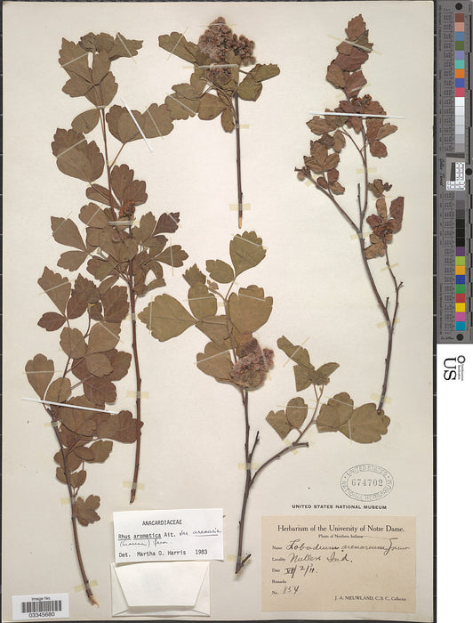 Fragrant Sumac (Rhus aromatica)