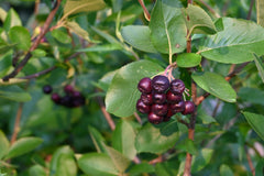 Black Chokeberry (Aronia melanocarpa)