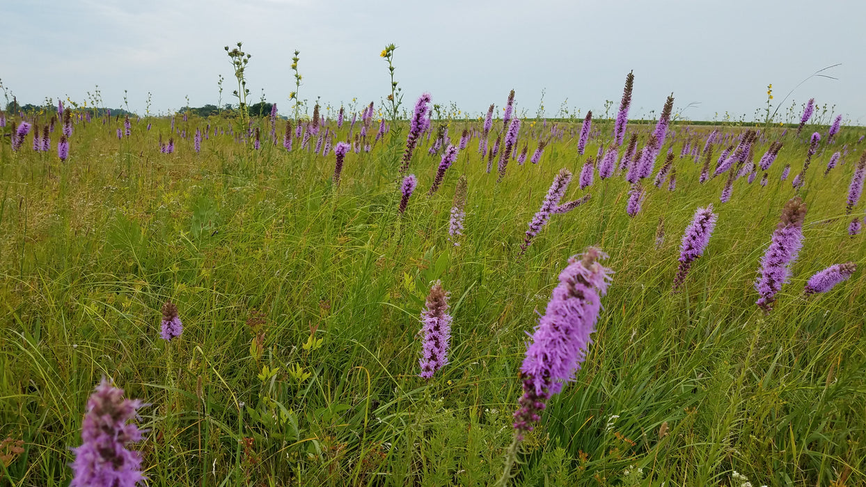 Prairie Blazing Star (Liatris pycnostachya) 2x2x3" Pot