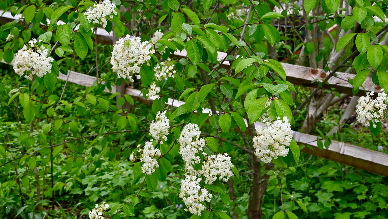 Blackhaw Viburnum (Viburnum prunifolium)
