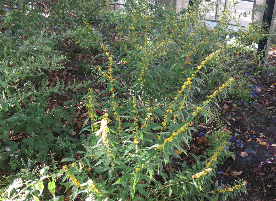 Blue-stemmed Goldenrod (Solidago caesia) 2x2x3" Pot