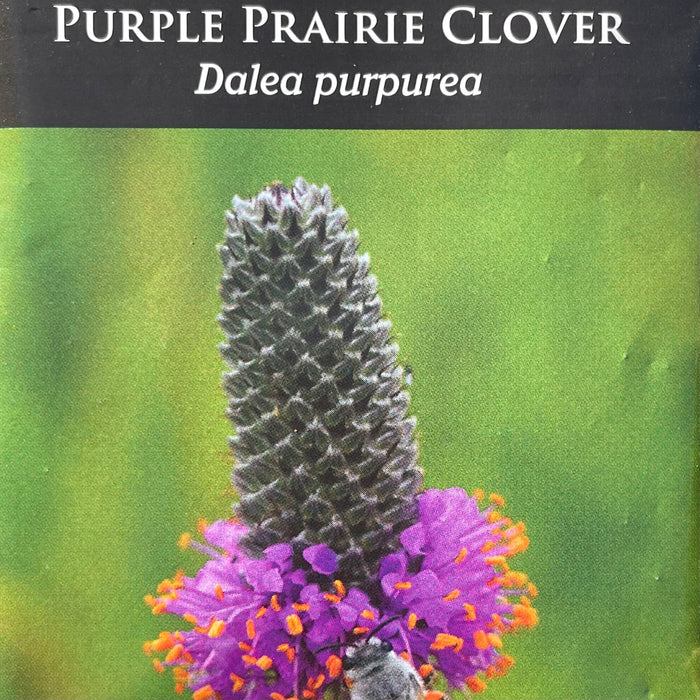 Seed Pack - Purple Prairie Clover (Dalea purpurea)