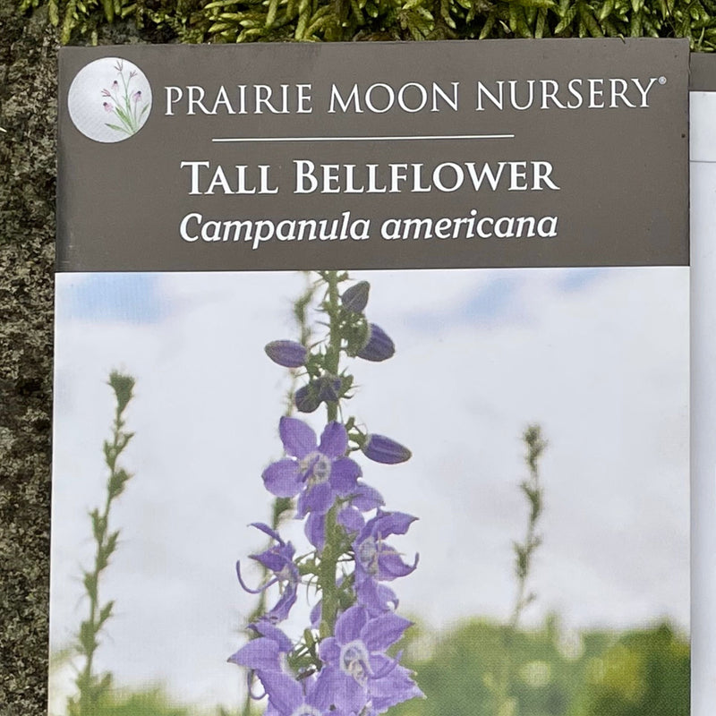 Seed Pack - Tall Bellflower (Campanula americana)