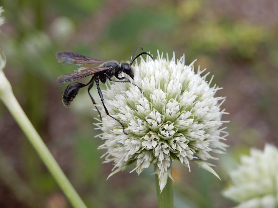 Rattlesnake Master (Eryngium yuccifolium) 2x2x3" Pot