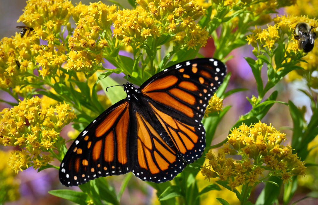 Riddell's Goldenrod (Oligoneuron riddellii) 2x2x3" Pot