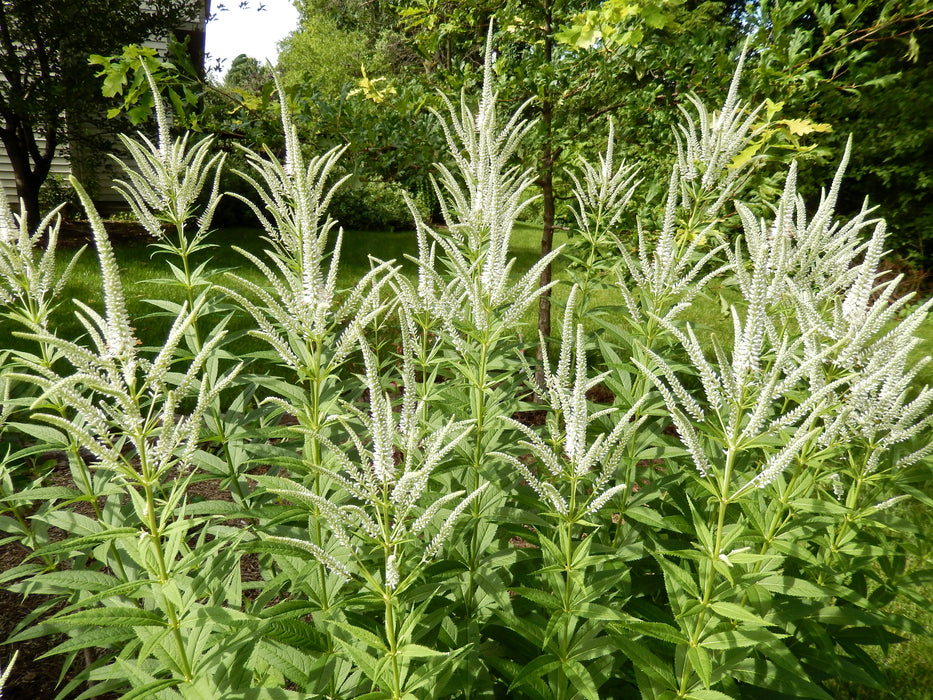 Culver's Root (Veronicastrum virginicum) 2x2x3" Pot