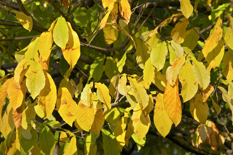 Common Pawpaw (Asimina triloba)