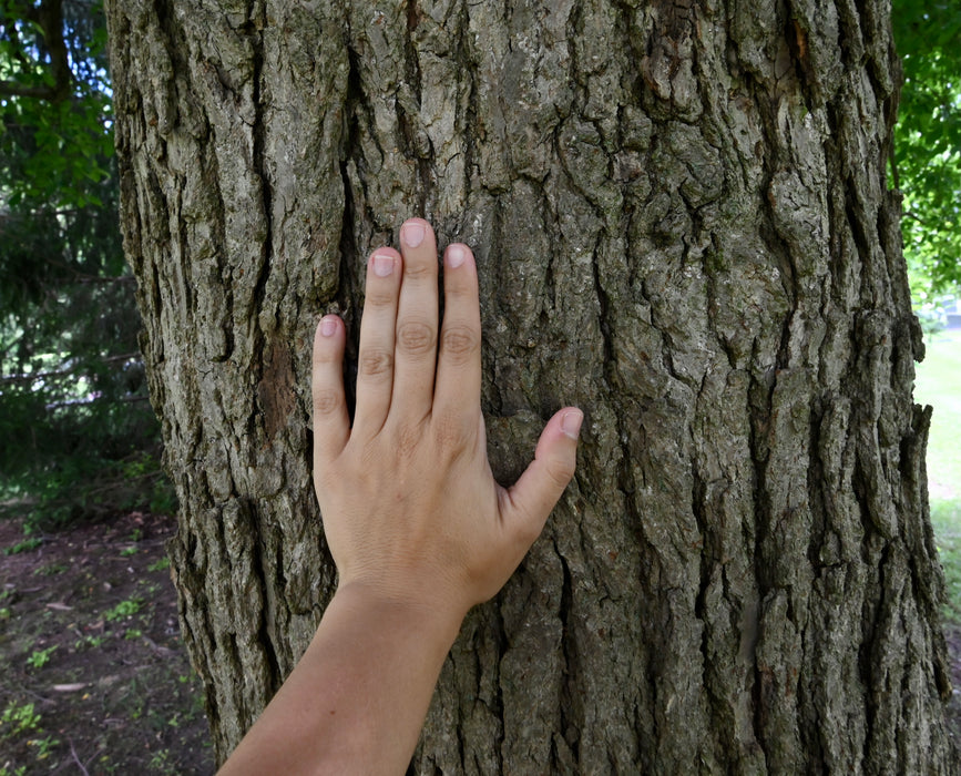 Black Gum (Nyssa sylvatica)
